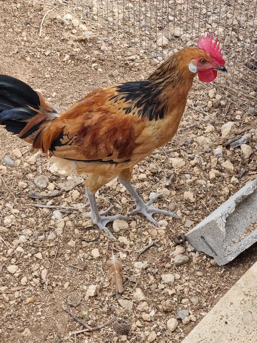 Frango da raça Andaluza sorenha Morucha
