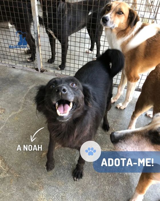 Noah cadela jovem porte medio