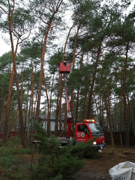 Wycinka wynajem podnośnik pielęgnacja drzew czyszczenie działek rębak
