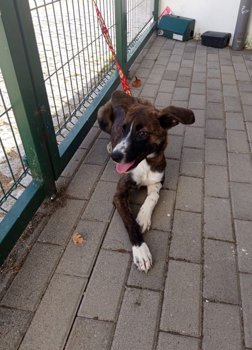 Cadelinha de 5 mesinhos para adopção responsável