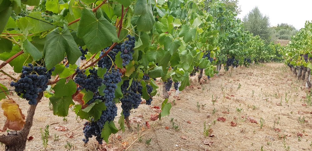 Uvas para vinho DE excelente qualidade