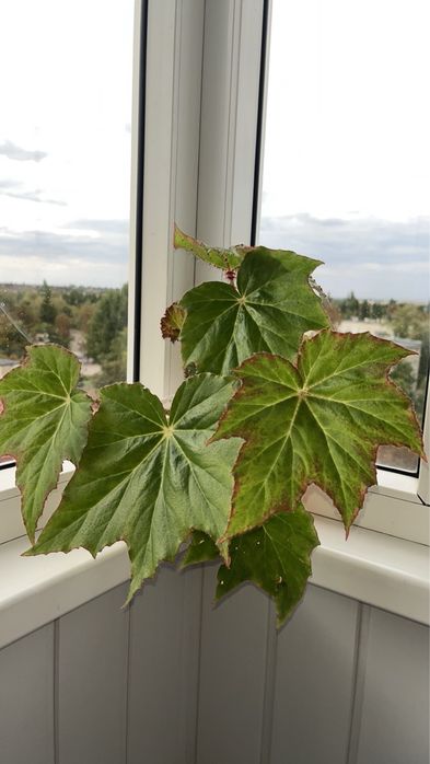 Бегония,алое,кротон,фиалки