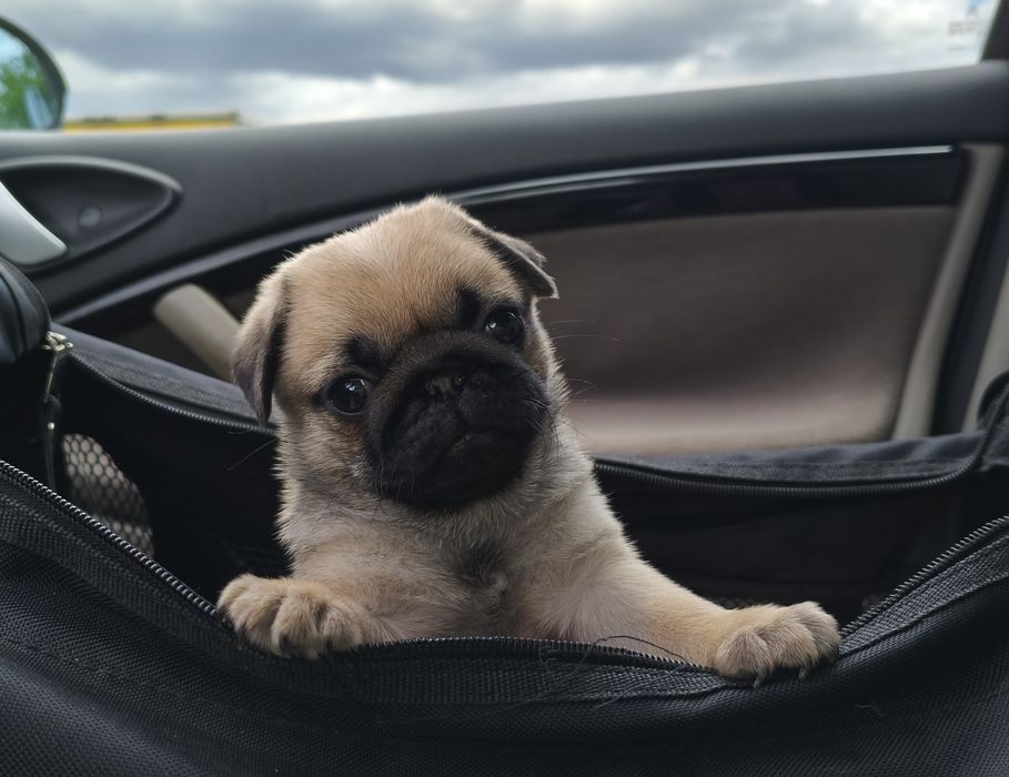 Mops , mopsy , suczka , ZKwP