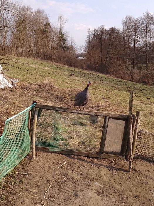 Perliczka perliczki perlik samiec