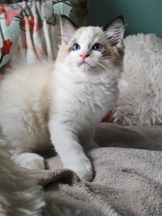 Ragdoll - przepiękny kocurek Zazu rodowód FPL