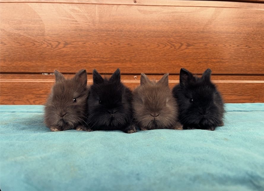 Karzełki Teddy Mini lop Lewki Niderlandzkie Yorki Miniaturka Króliki