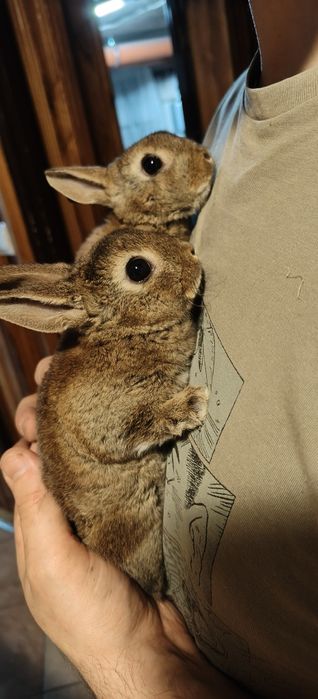 Miniaturka rex karzełek