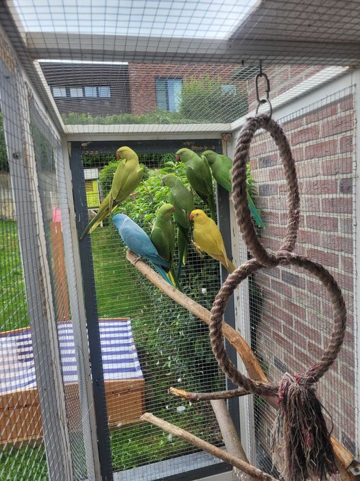 Papugi Aleksandretty obrożne