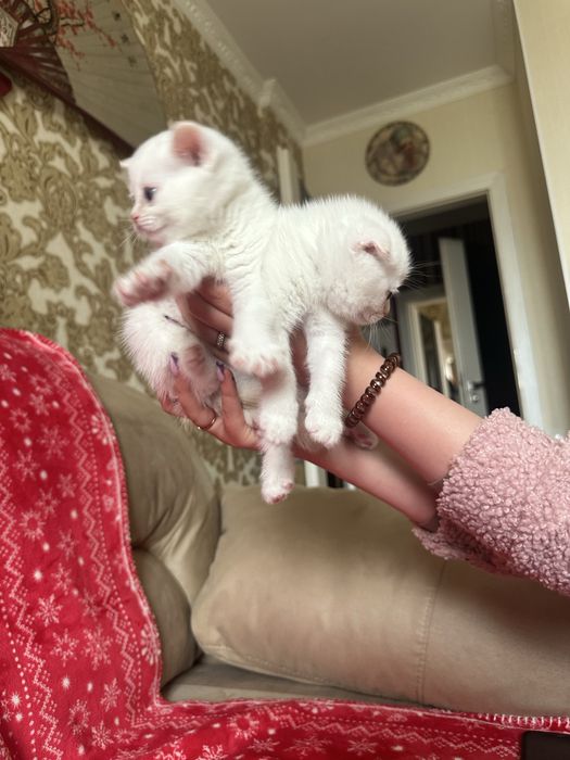 Котята  породистые «скоттиш-фолд»