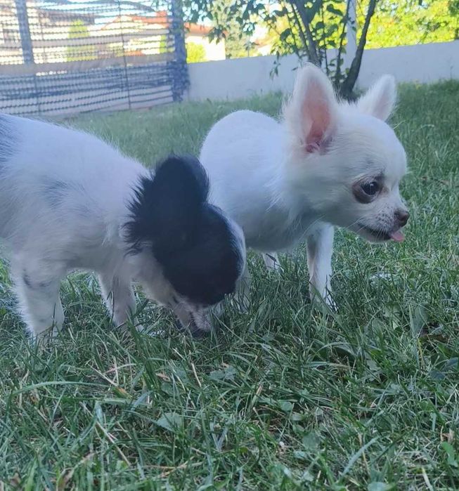 Chihuahua długowłosy chłopiec.