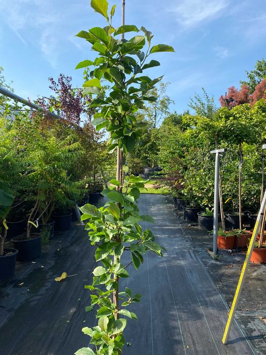 Magnolia brooklińska Yellow Bird