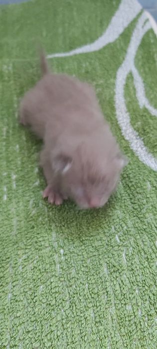 Бурманские котята  (бурма)