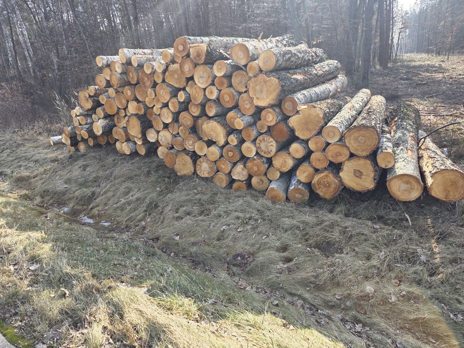 Brzoza, Olcha, Dąb, Akacja, Sosna 2.5m