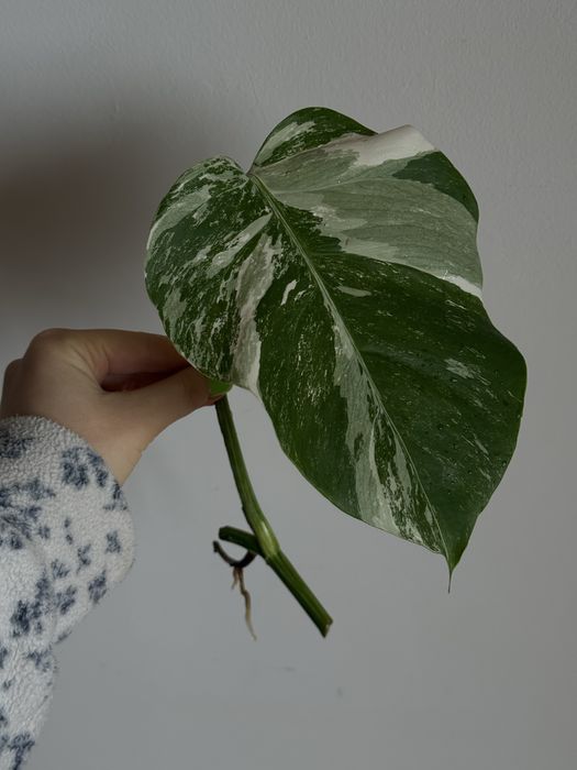 MONSTERA ALBO / монстера альба