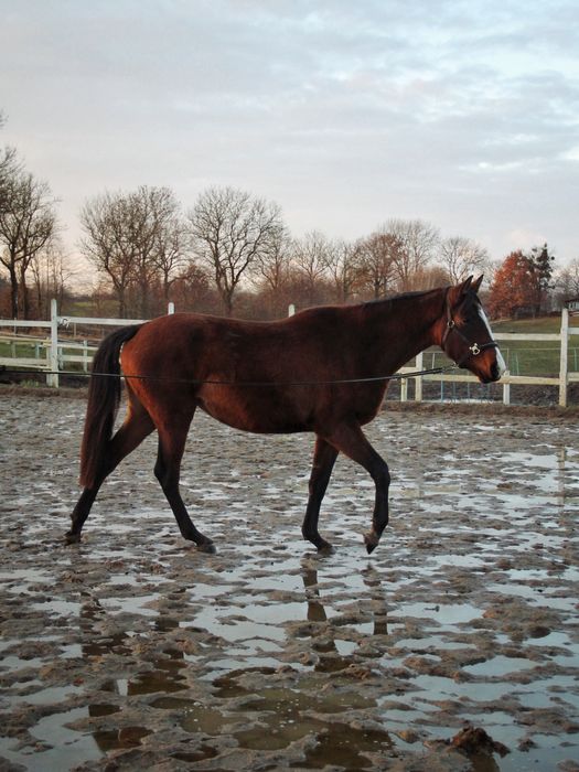 Mloda klacz 3,5 roku