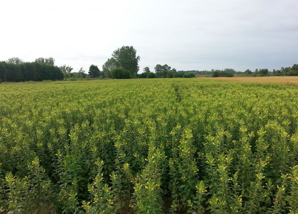 Nasiona wiesiołka - prosto od rolnika