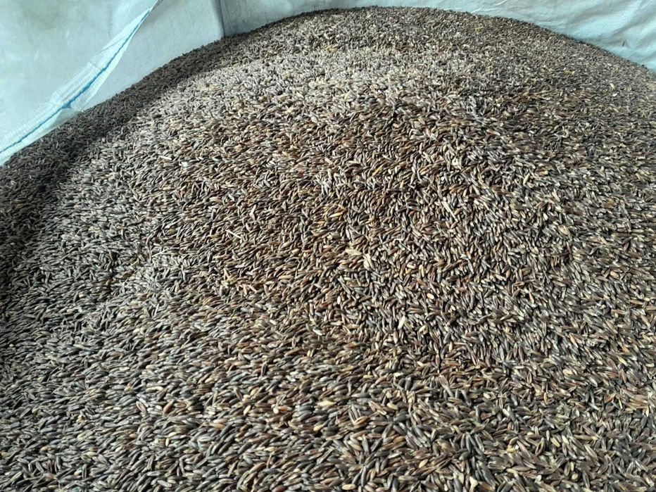 Owies odmiana GNIADY czarny