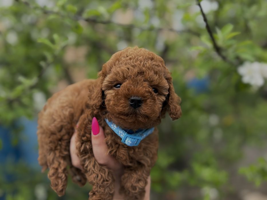 baby face хлопчик той пудель