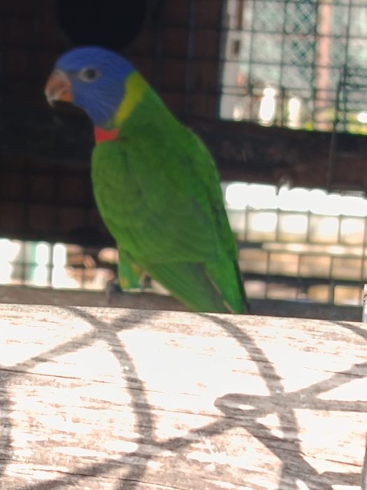 Vendo Lory Macho 2025