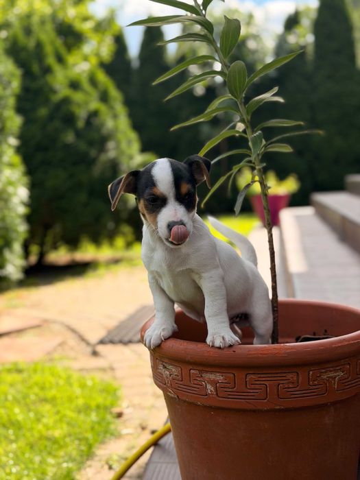 jack russell terrier