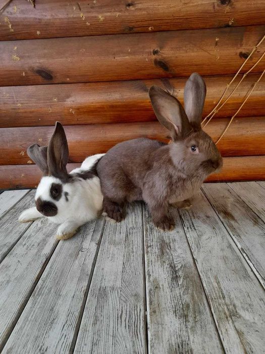 Кролі НСВ (строкачі) на продаж. Вік 2 місяця. 300 грн за 1 кг