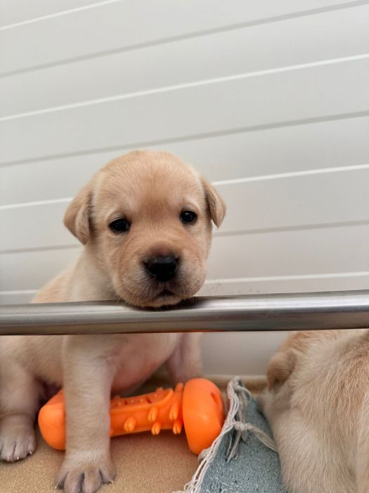 Labrador Retriever - Cachorrinho disponível (LOP + Afixo)