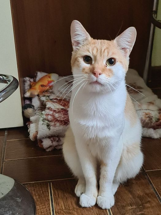 Молодий котик шукає турботливу родину