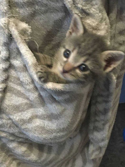 Кошенят у надійні руки