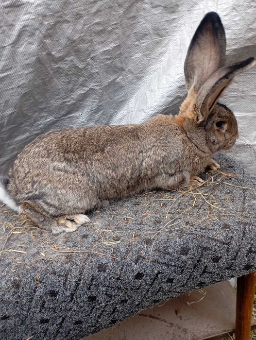 Sprzedam samicę olbrzyma belgijskiego szarego