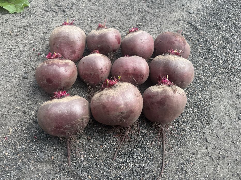 Mlode buraczki czerwone Wodan 30gr/kg