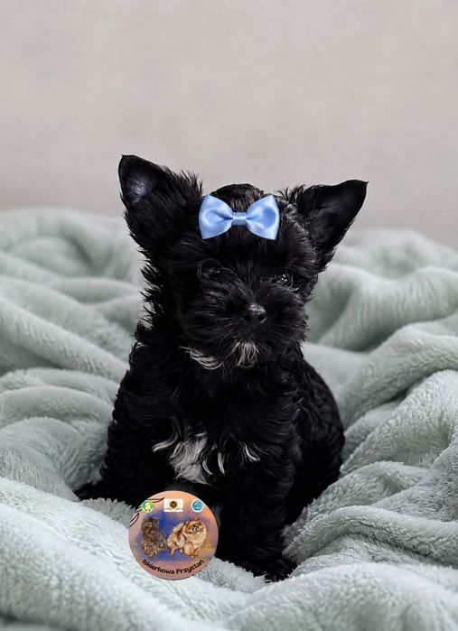 Piesek Yorkshire Terrier Black