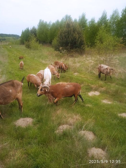 Продаж камерунські вівці