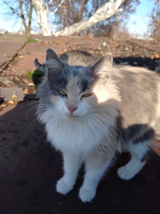 Кошеня дівчинка безкоштовно в добрі руки