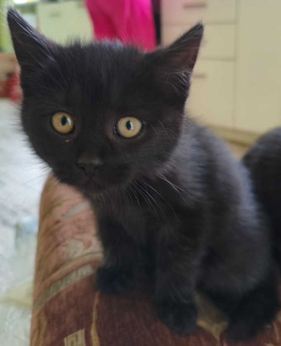 Віддам чорняве кошеня безкоштовно (дівчинка)