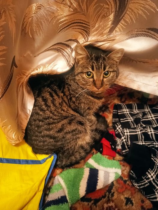 отдам в хорошие руки.