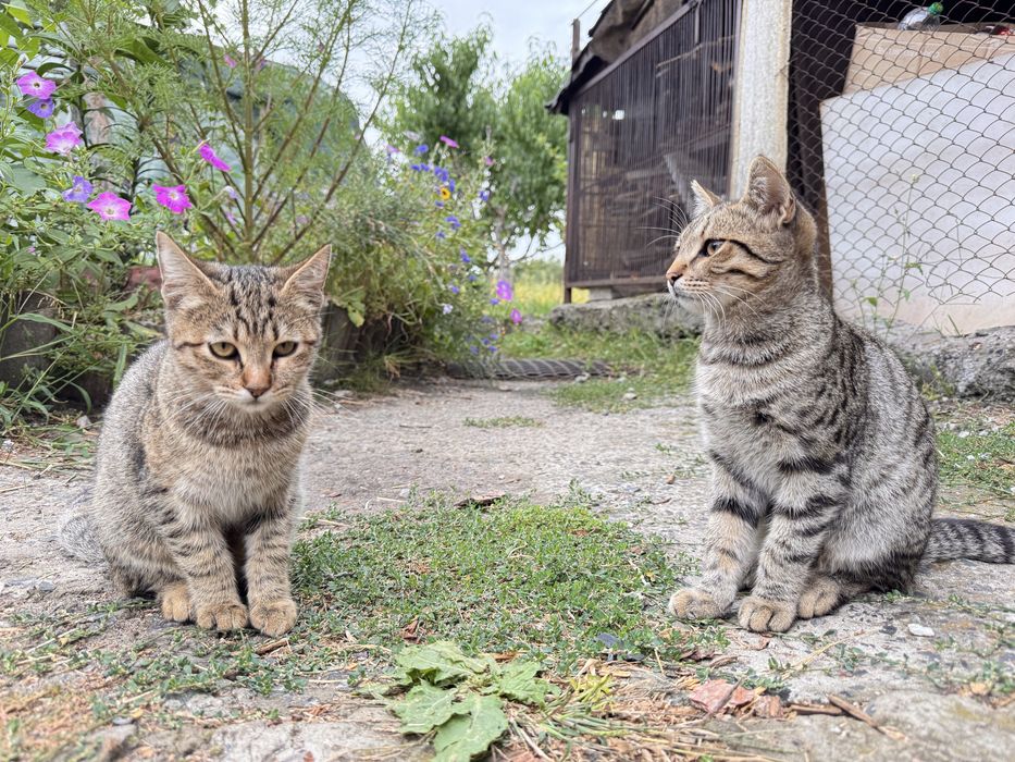 Котики шукають сімʼю