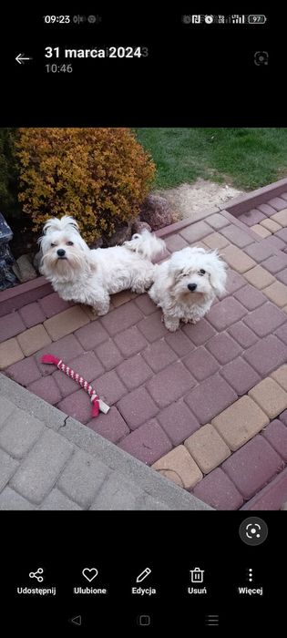 Maltipoo - maltańczyk & pudel toy