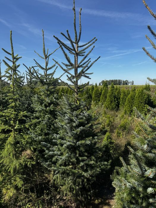 Swierk serbski zalesienia