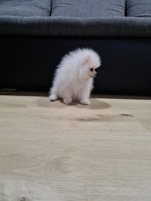 Spitz Anão (Lulu de pomerania] Fêmea Branca Miniatura