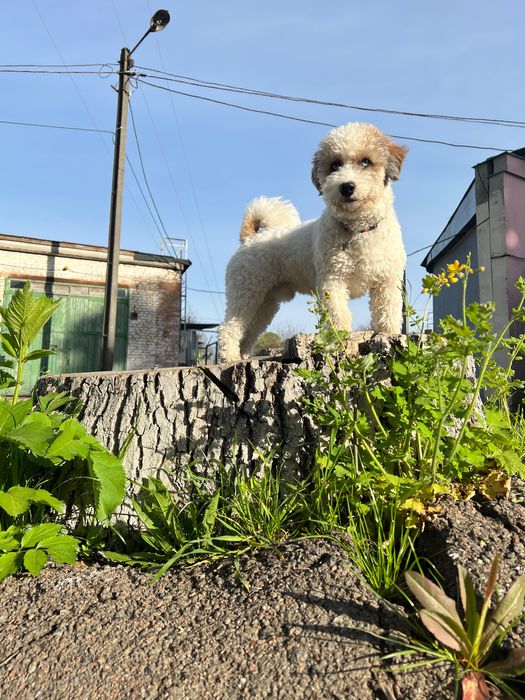 Собака для вязки