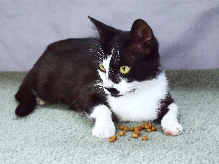 Скромная кошечка ищет дом