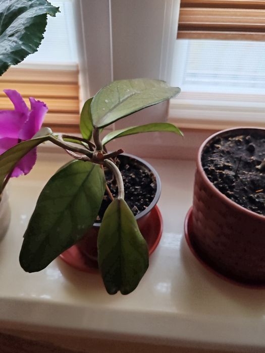 Хойя .           .