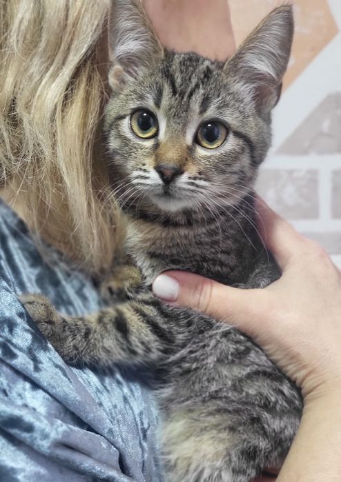 Смугастий 3-хмісячний гарнюньчик шукає родину.