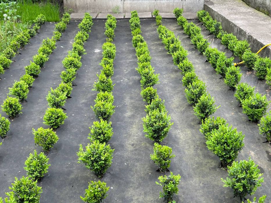 Самшит сформований біля 65 см