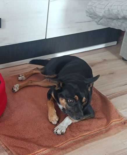 Oddam pieska w dobre ręce