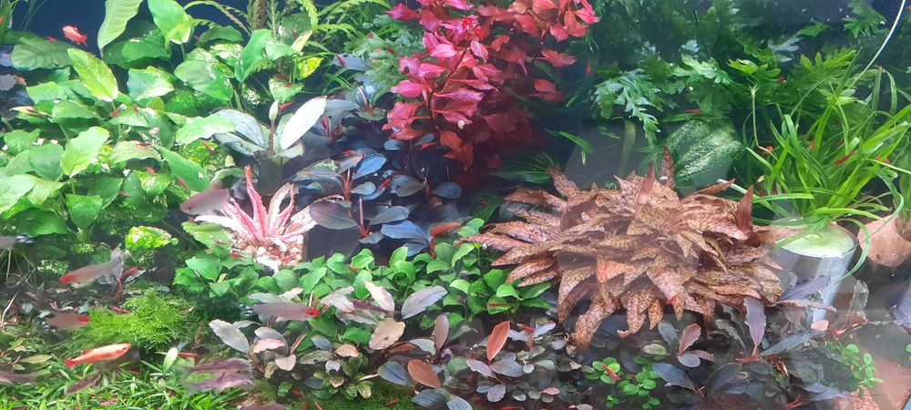 аквариумные растения.