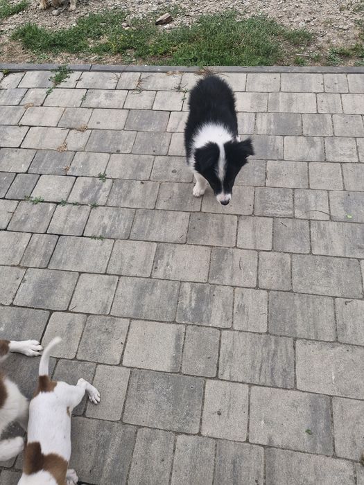 Piesek border collie