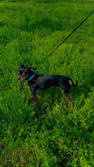 ВЯЗКА тойтерьер мальчик