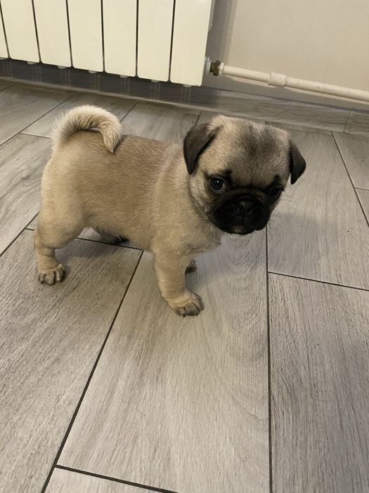 Mops suczka metryczka, wyprawka , czip Gotowe do odbioru