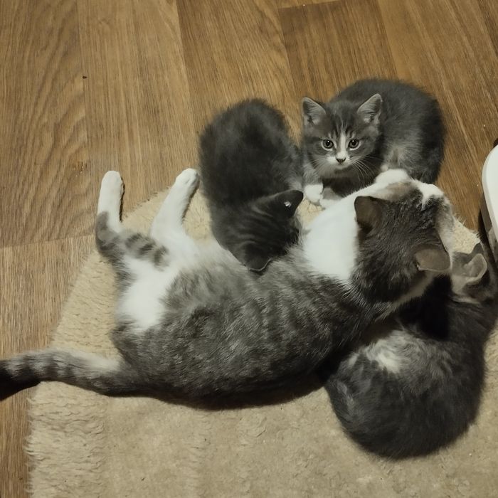 Котята ищут любящих хозяев!
